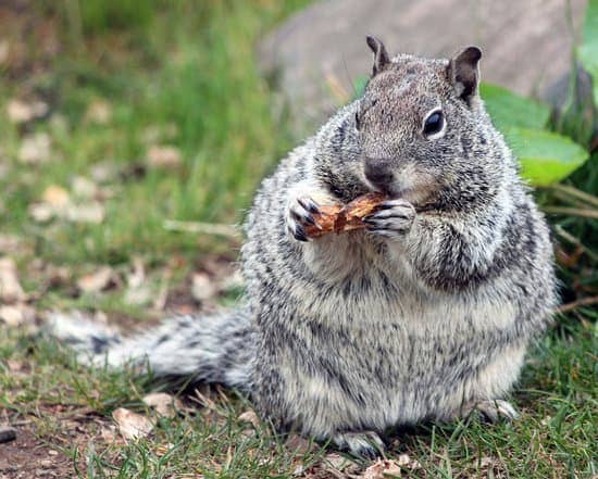 a photo image of an fat squirrel eating that reflect this blog topic on why people hate squirrels.