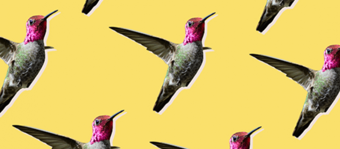 hummingbirds are the messengers of hope