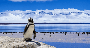 A lone penguin stands away from its peers. You should not follow the crowd all the time.
