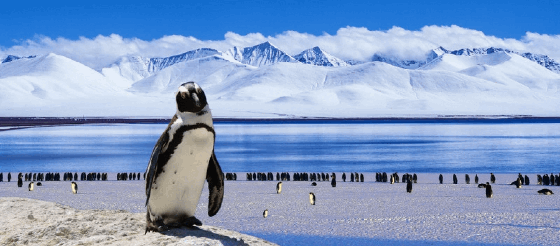 A lone penguin stands away from its peers. You should not follow the crowd all the time.