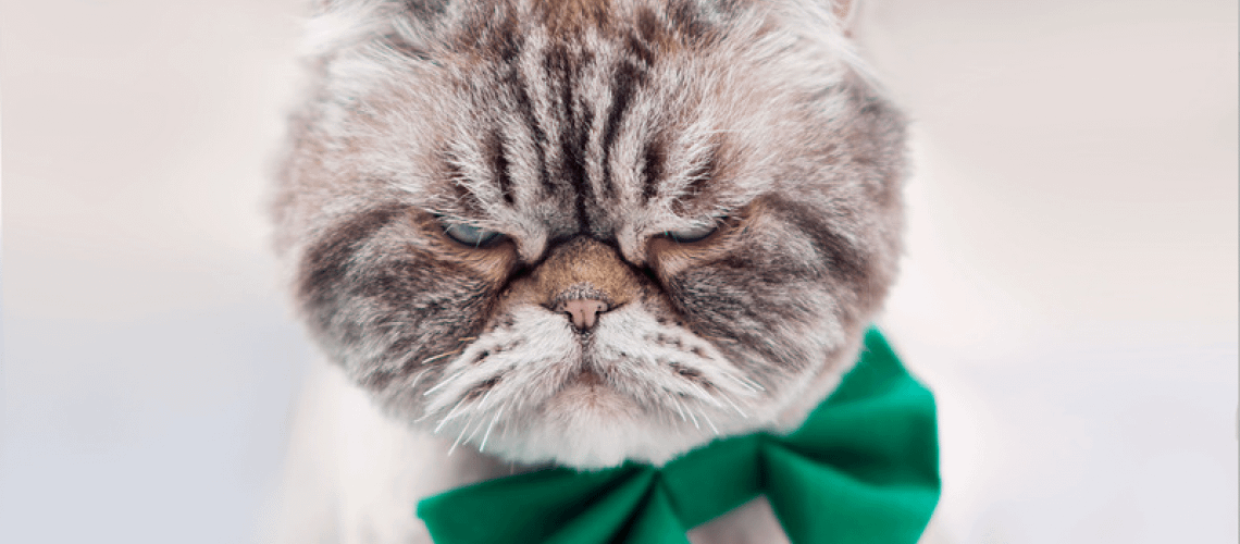 an angry-looking cat to represent people get angry over small things