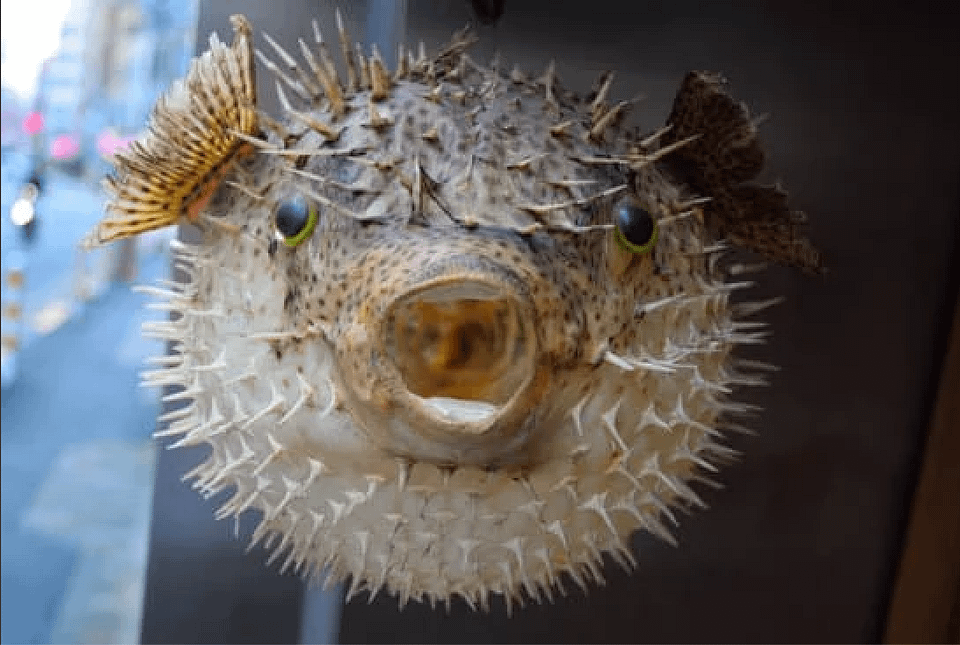an image of a pufferfish representing people who go round poking others as a way to protect their vulnerable hearts