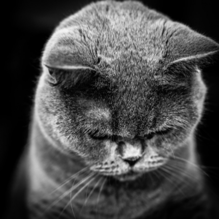 A sad cat black and white photo
